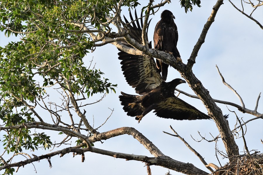 Bald eaglets17 21