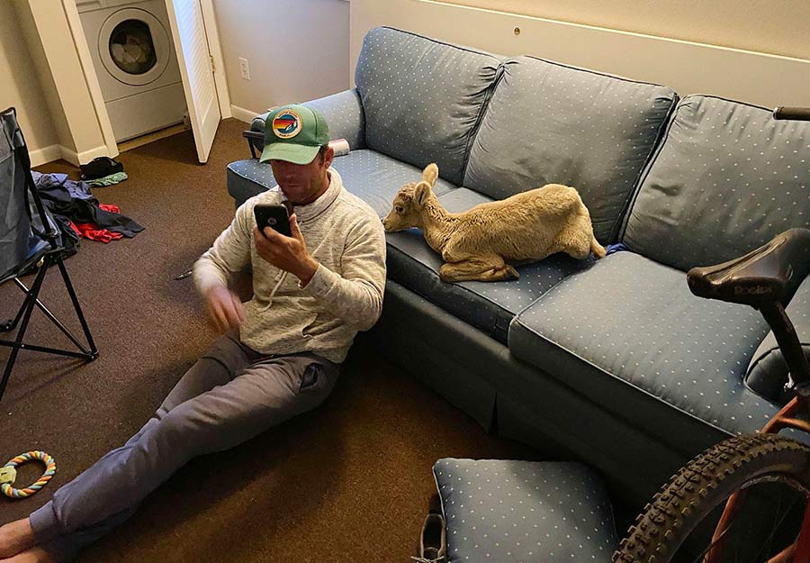 bighorn sheep lamb at home