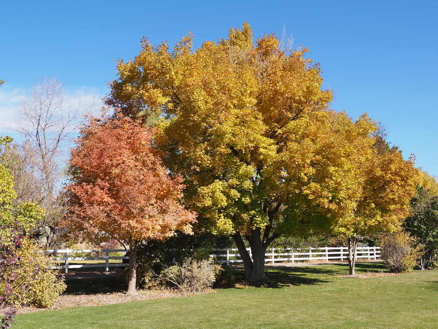 fall trees