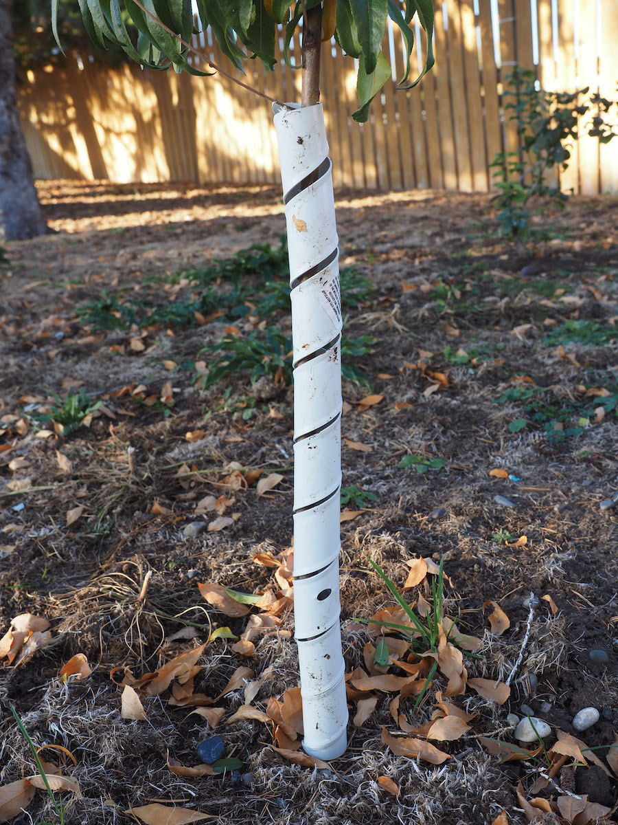 tree wrap