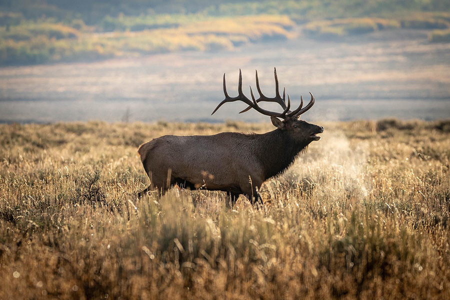elk1