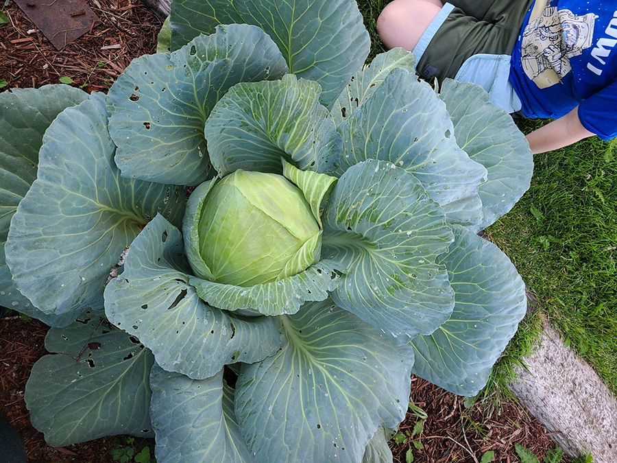 cabbage