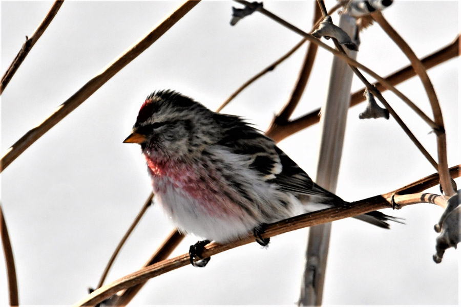 redpoll 5