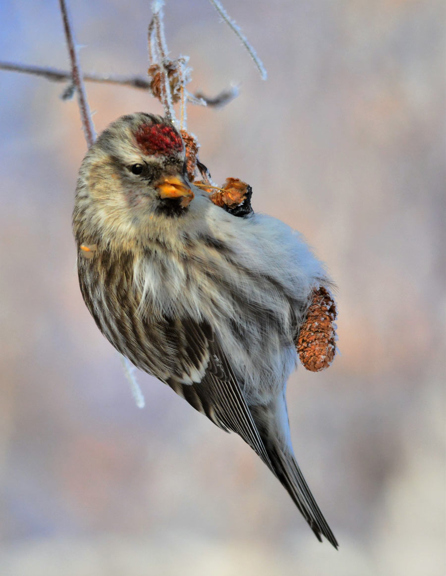 redpoll 18