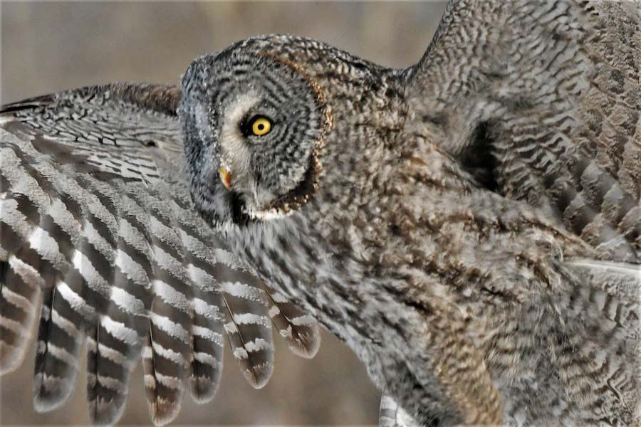 great gray owl 2