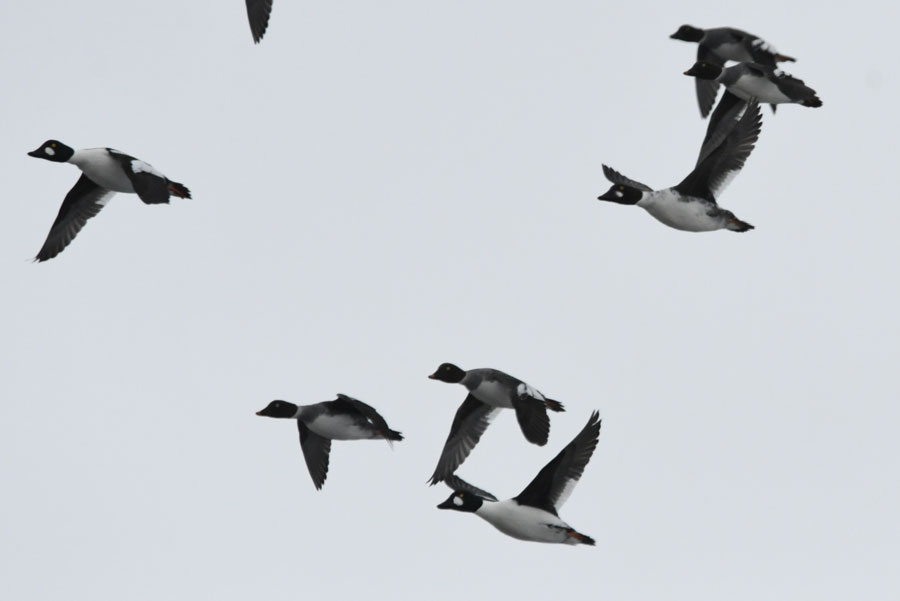 Goldeneye5 22
