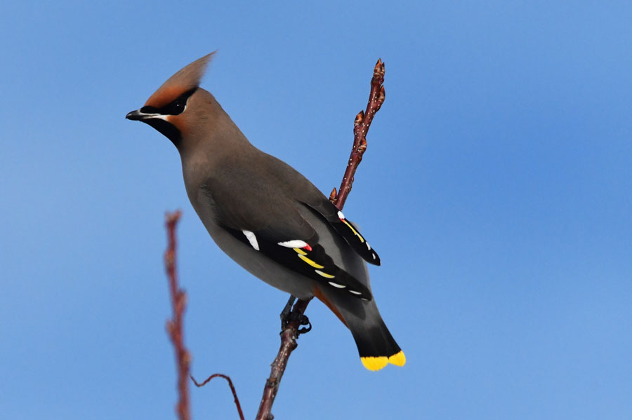 Waxwings3 22
