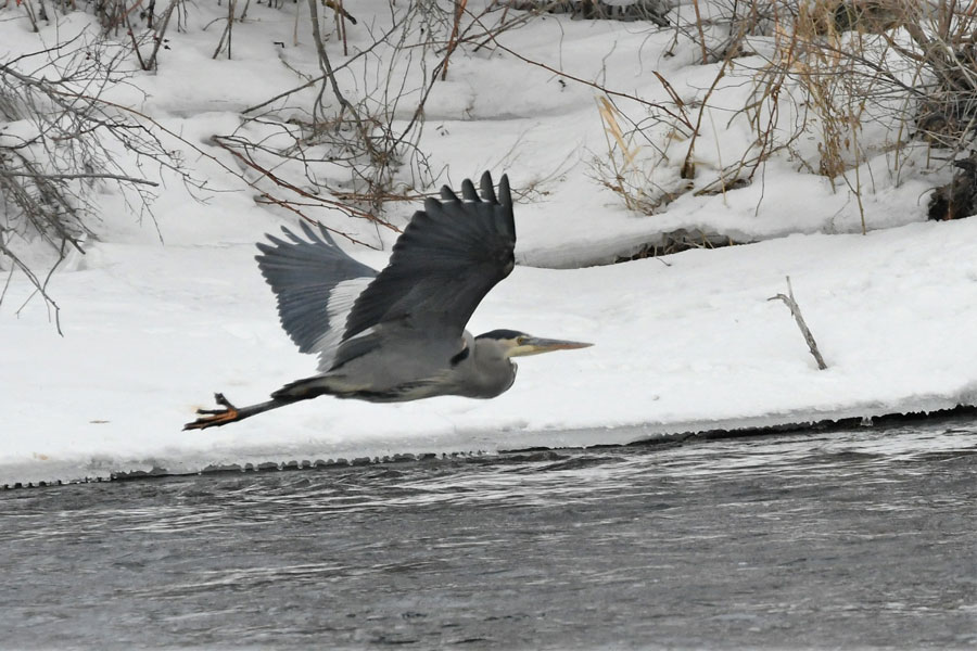 GrtBlueHeron3 22