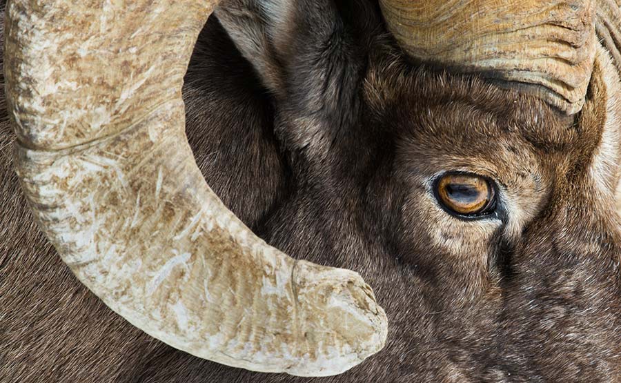 closeup of bighorn sheep