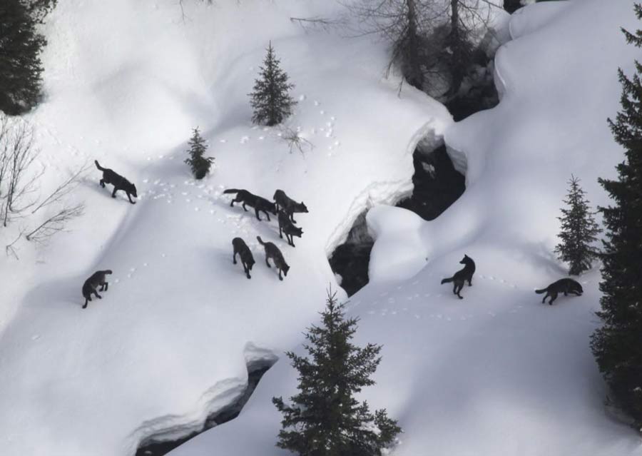 wolves