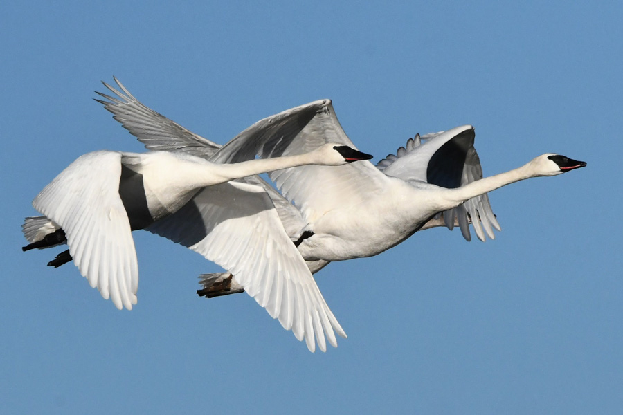 trumpeter swans
