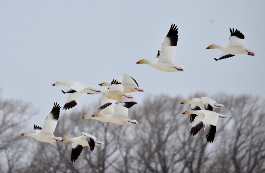 snow geese pic