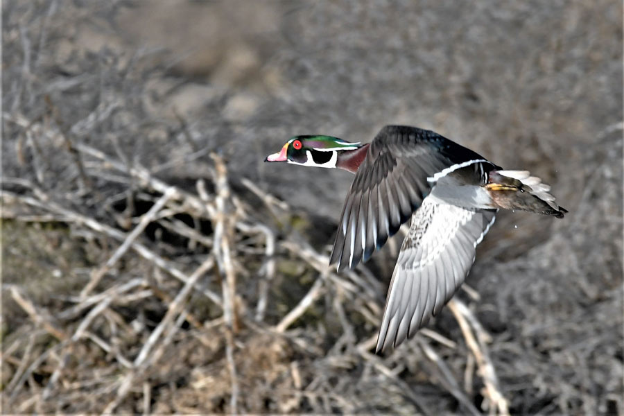 wood duck 2