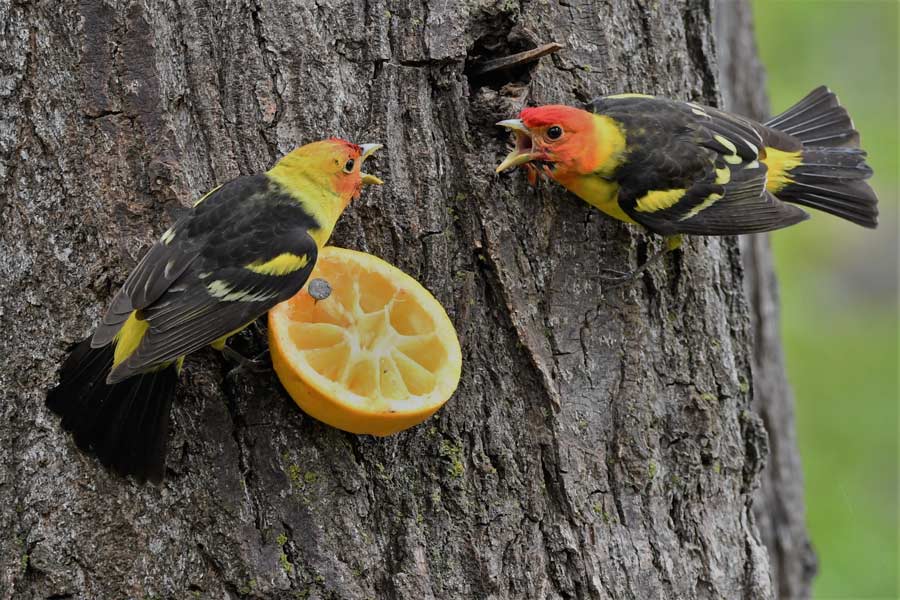 tanagers