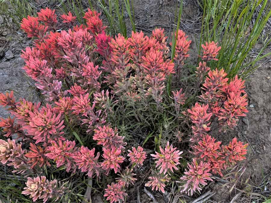 indian paintbrush
