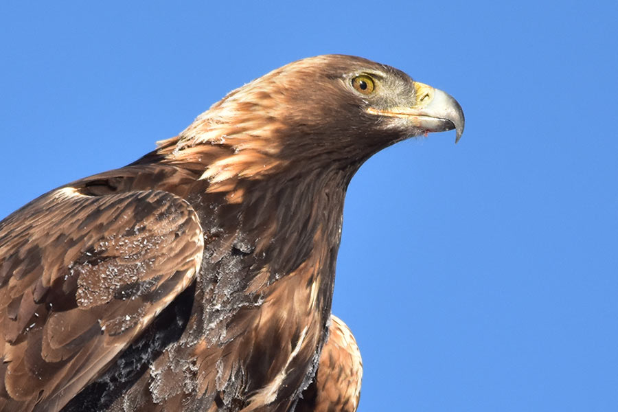 golden eagle