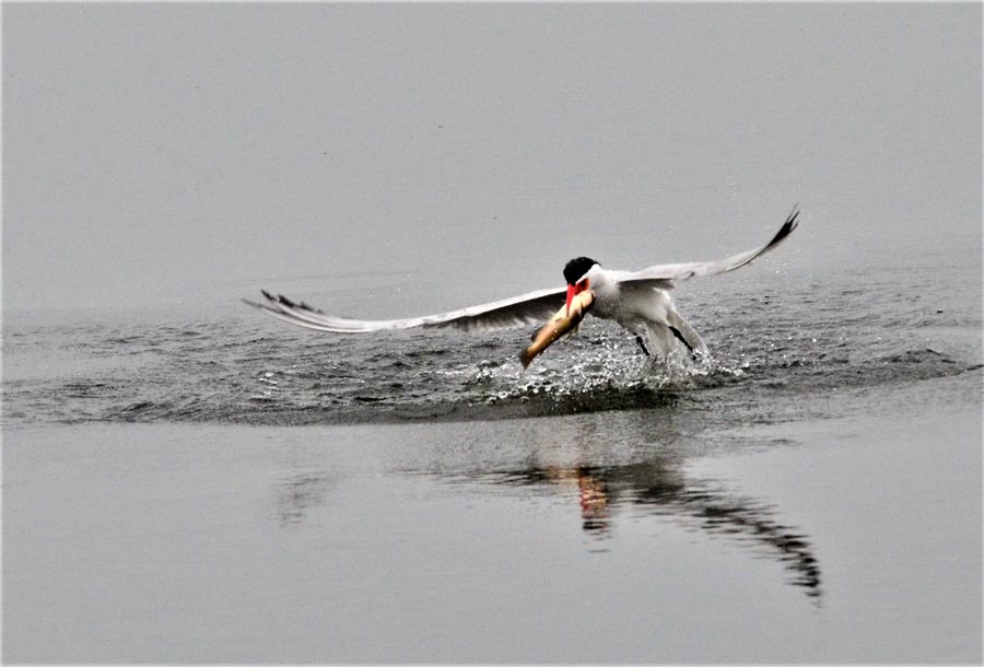caspian tern on water