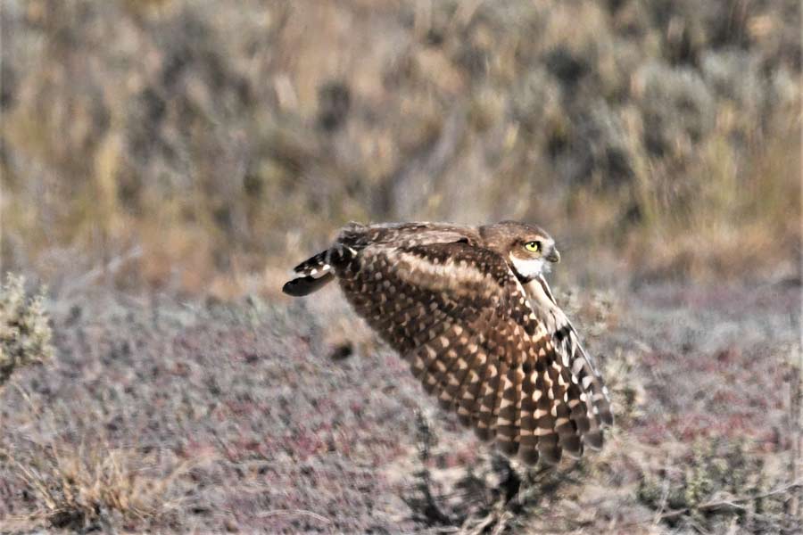 owlet 5