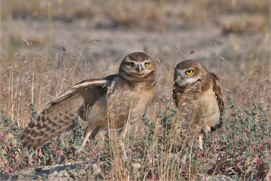 owlets 3