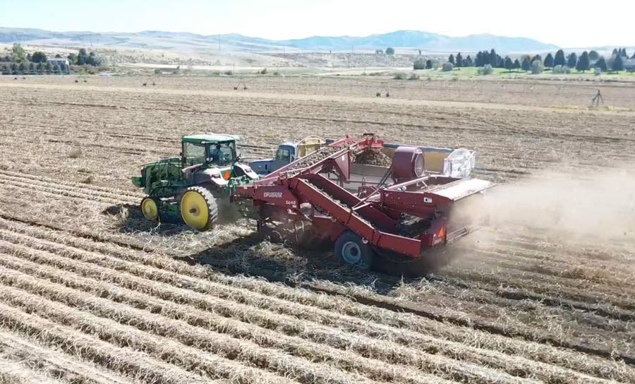 potato harvest