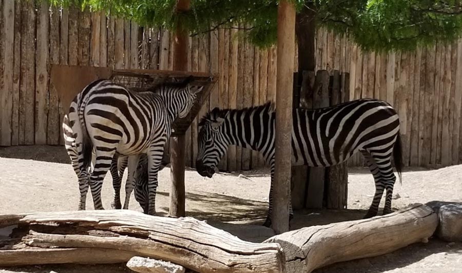 zebras