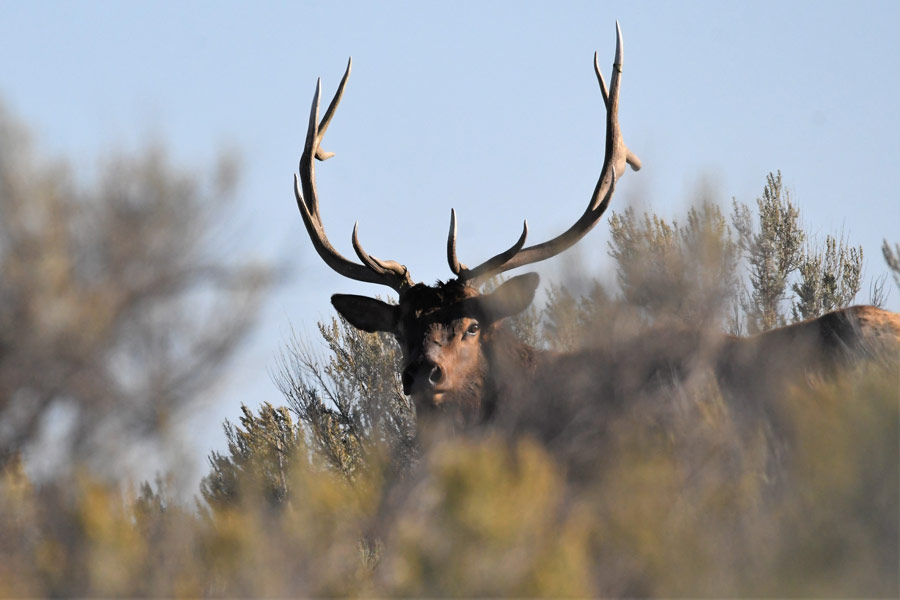 bull elk 2