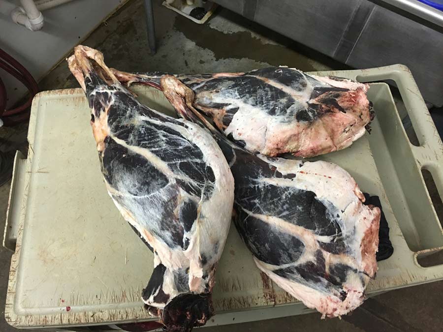 deer meat in dumpster
