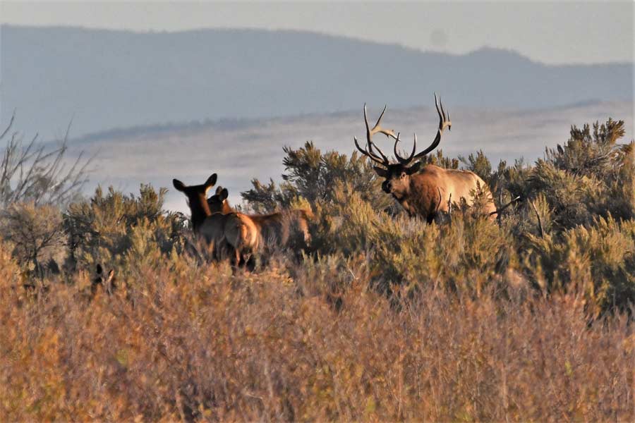 elk