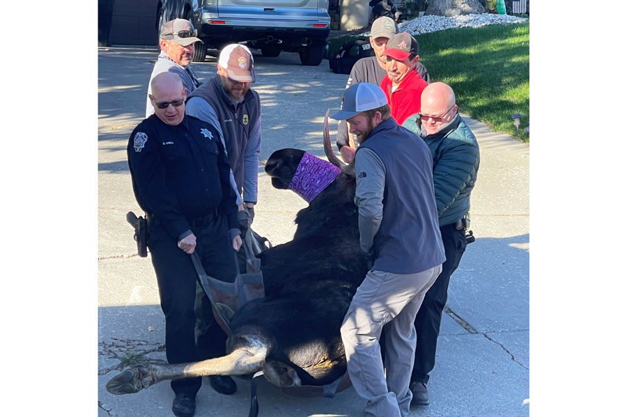 moose on sunbeam road in american falls oct 18 2022