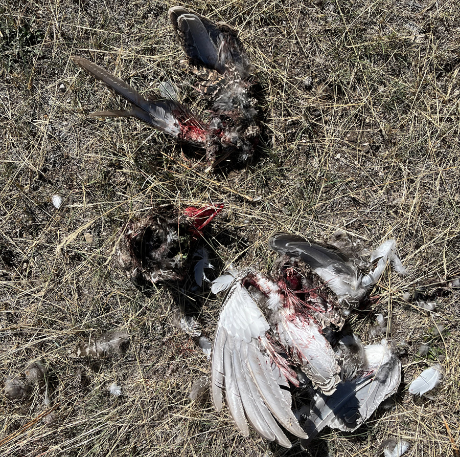 sage grouse remains illegal take oct 2022 pennala 7