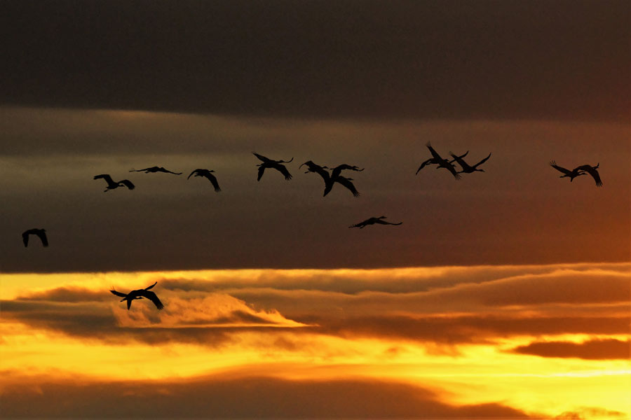 sandhill cranes 3