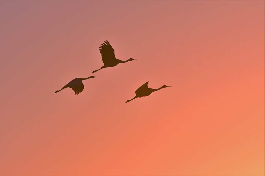 sandhill cranes