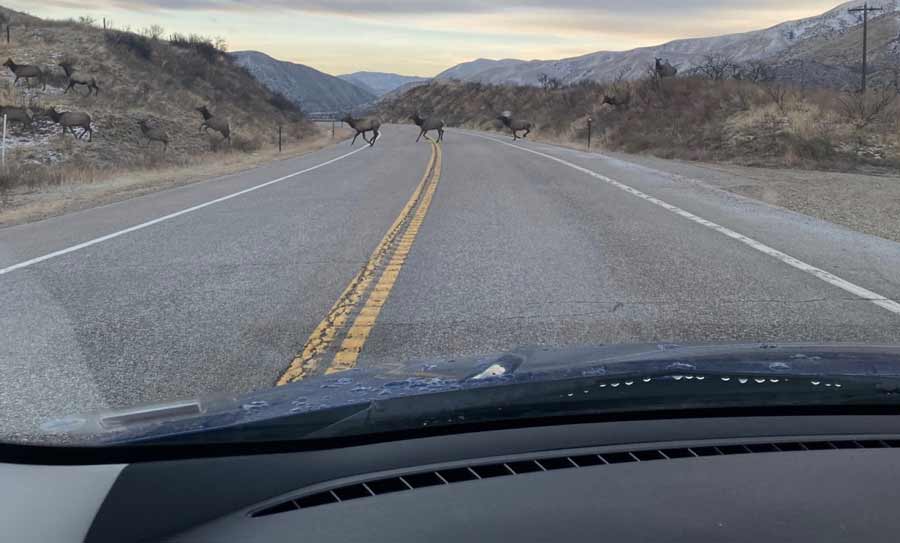 deer on road