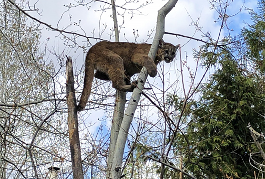 ketchum mountain lion kitten may 2021