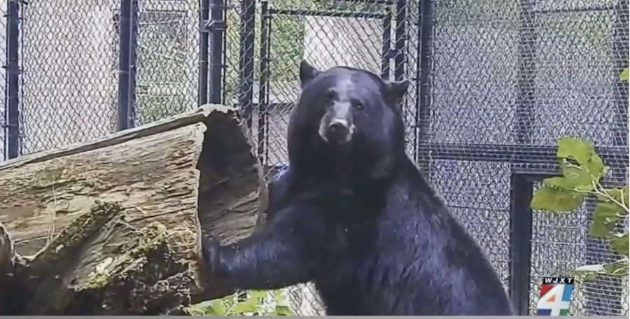 blak bear