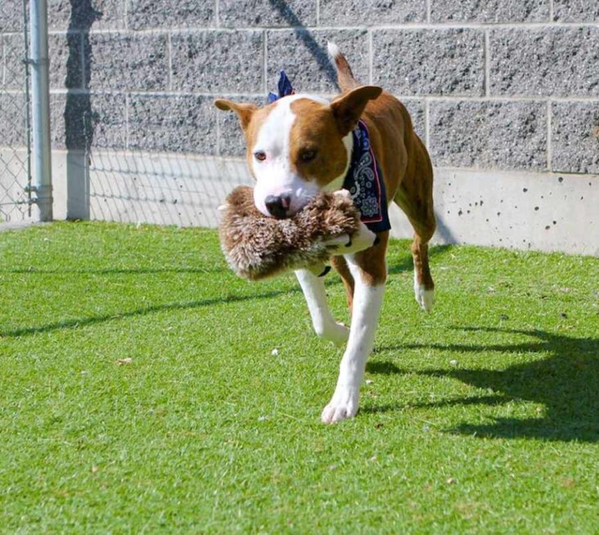 DOG ADOPTION PIC 1