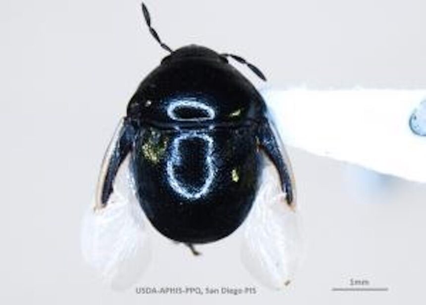 corimelaena palmeri first in nation