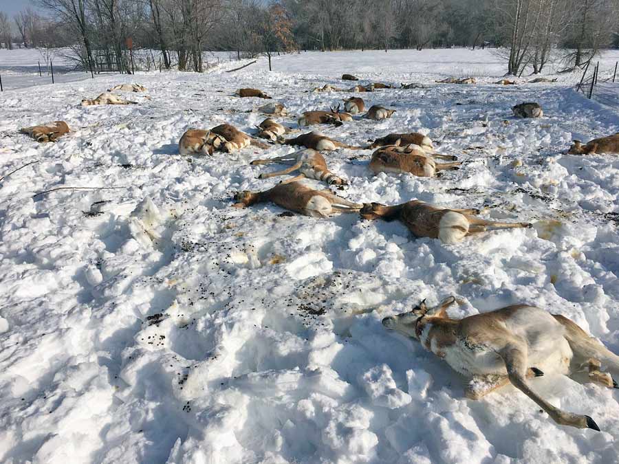dead pronghorn