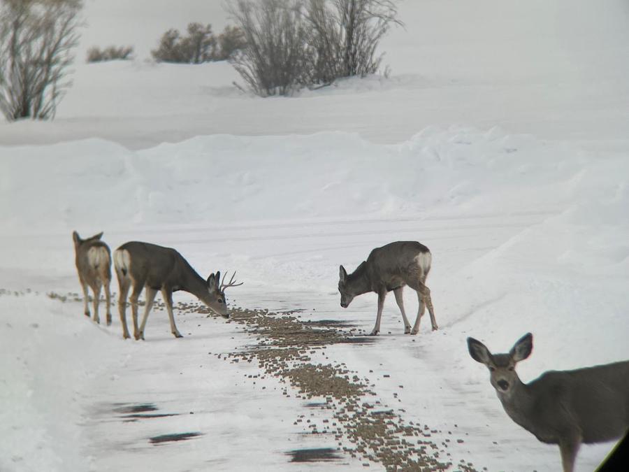 mule deer come into feed site on east side of bear lake feb 3 2023