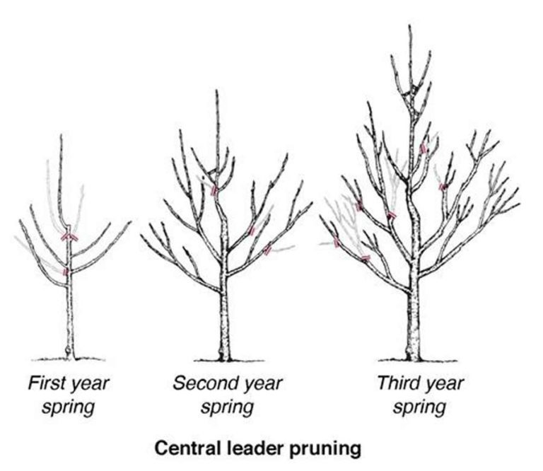 How to grow pear trees in eastern Idaho East Idaho News