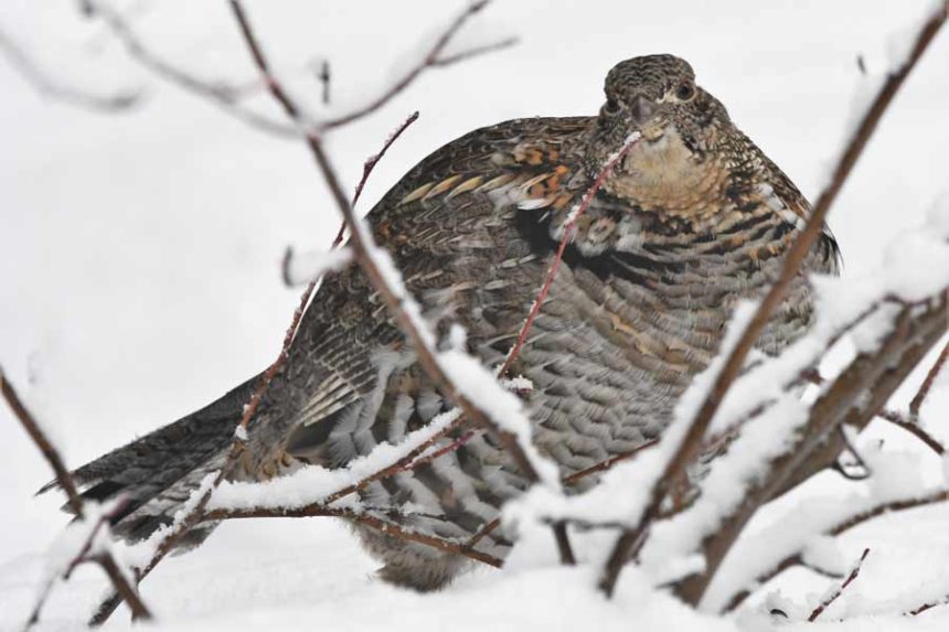 ruffed grouse 1