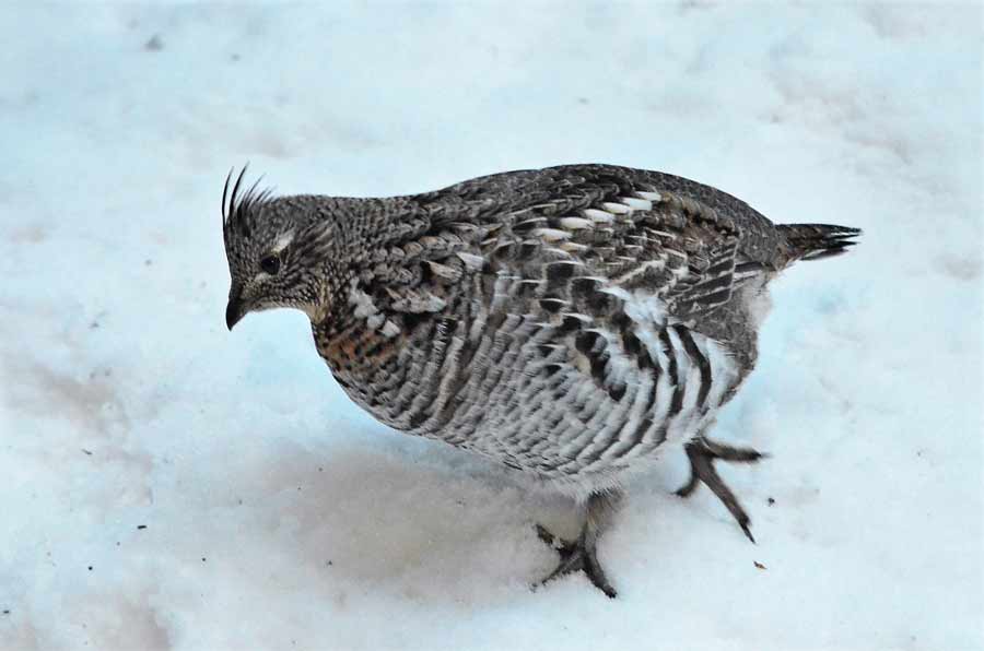 ruffed grouse 4