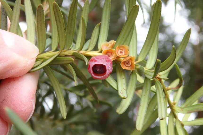 yew
