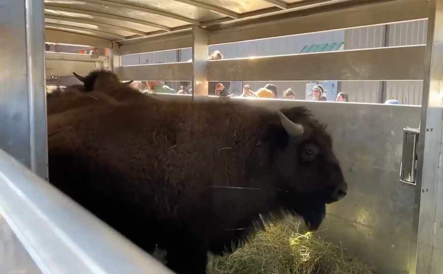 US tribes get bison as they seek to restore bond with animal