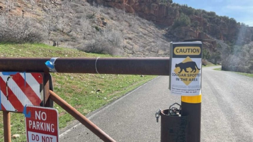 cougar ut e1682740100285