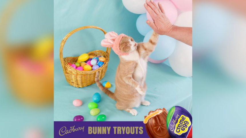 Crash the Cadbury Bunny