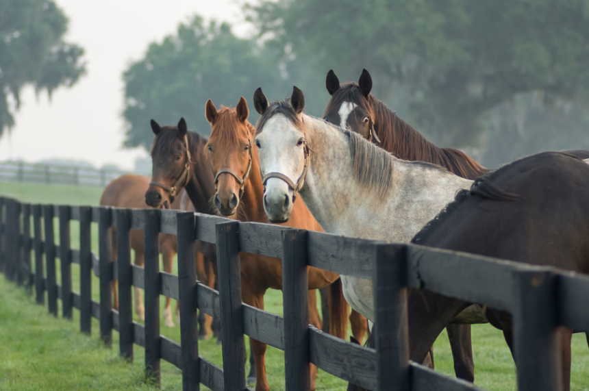 Four horses looking over a wooden fence.