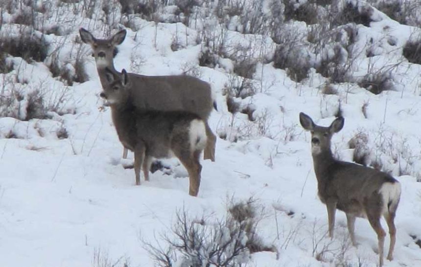 mule deer in snow e1682203868633