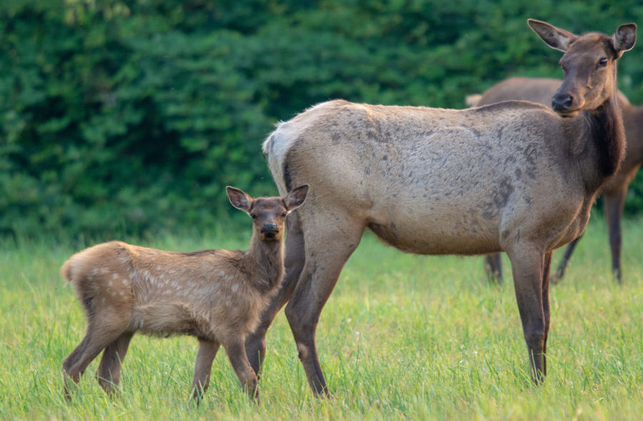 It’s elk calving season in Yellowstone National Park, visitors should take extra care