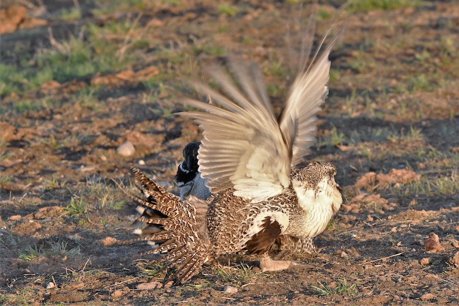 F5784733 AE4F 48DE BB3F 336C0E50D2E3